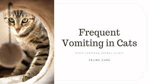 frequent vomiting in cats signs