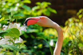 Flamingos Mitten In London
