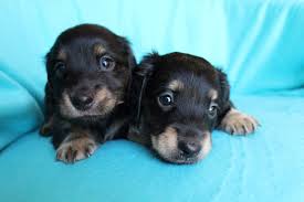 akc miniature dachshund puppies for