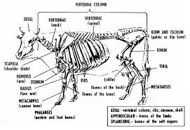 Bovine Anatomy Skeletal Large Animal Vet Animal