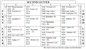 codon anticodon introduction chart