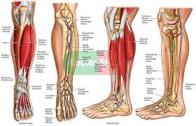 We put on muscle weight.the muscles provide the forces that enable the body to move. Anatomy Of The Lower Leg Doctor Stock Lower Leg Leg Anatomy Posture Fix