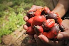 Image result for What Is Meant By Palm Kernel Oil ?