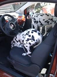 Dalmatians Take Over My Fiat 500