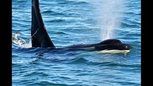Exploring what to see and do in san juan islands can be overwhelming, but frommer's has the definitive there's something magical about traveling to the san juans. San Juan Island Orcas Youtube