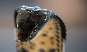 the world s 30 deadliest snakes