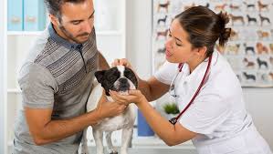 Phenobarbital For Dogs Uses Dosage Side Effects Dogtime