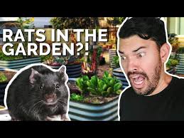 Control Rats In Your Garden
