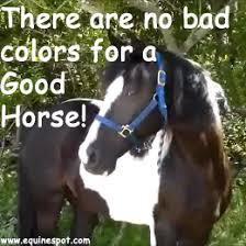 Horse Quotes and Sayings for Equine Enthusiasts