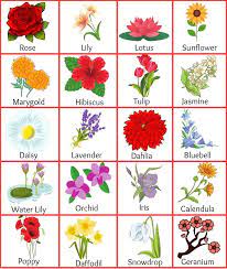 top 40 list of flowers name in english
