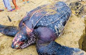 Olive ridley turtles are omnivorous and have a more varied diet that includes salps (mettcalfina spp.), algae, jellyfish, fish, benthic invertebrates, mollusks, crustaceans, and bryozoans. Leatherback Sea Turtle Found Dead In Camarines Sur Beach Coconuts Manila