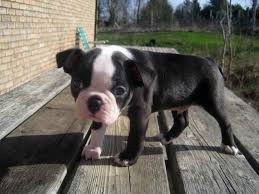 Find what you are looking for or create your own ad for free! Boston Terrier For Sale Sacramento Petsidi