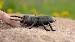 carpet beetle rash bites vista pest