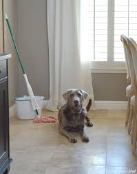 your floors clean with pets