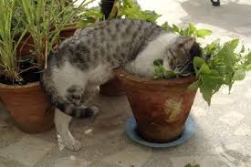 is catnip bad for cats