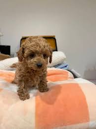 real tiny toy poodle puppy dogs