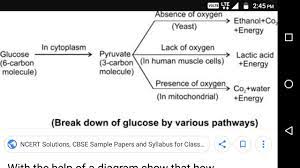 draw the flow chart Showing the break down of glucose by various pathways -  Brainly.in