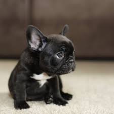 On average, however, a french bulldog may cost anything between $1,500 to $8,000. I Want A French Bulldog So So So Badly Aww