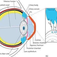 pdf eye anatomy