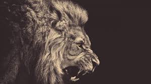 lion hd wallpapers wallpaper cave