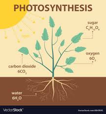 Schematic Diagram Photosynthesis Plant