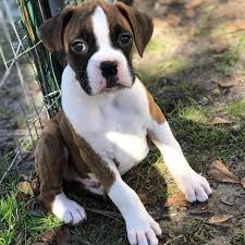 The current median price for all boxers sold is $1,100.00. Boxer Puppies For Sale Cleveland Ohio Boxer Puppies For Sale Facebook