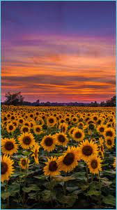 Sunflower Wallpaper Iphone ...
