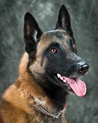 malinois guardian of the white house
