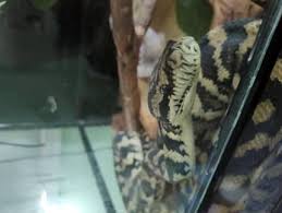darwin carpet python reptiles