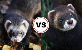 Expeditions brings you the first ever. Ferret Vs Polecat Which Makes A Better Pet Critters Aplenty
