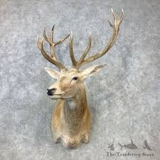 White Red Deer Stag Shoulder Mount For