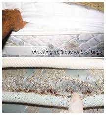 Pictures Of Bed Bugs How They Look At