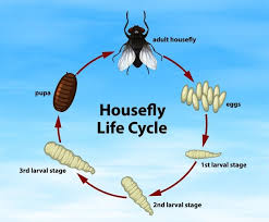 Ciclo de vida de science housefly | Free Vector #Freepik #freevector #fondo  #naturaleza #dibujos-animados #animal | Ciclos de vida, Vector, Diseño de  icono