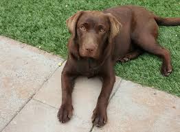Adopt a golden change a life our rescue has many dogs waiting for a new home. Chocolate Lab Puppy Suffers 150 Bee Stings In La Habra Heights Back Yard Orange County Register