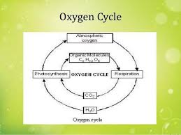 Draw A Flow Chart Depicting Nitrogen And Oxygen Cycle Guys
