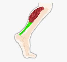 Tennis leg represents a myofascial or tendinous injury of the lower limb and, not surprisingly, is seen most frequently in tennis players. Triceps Calf Tendon Muscle Leg Tendon Png Transparent Png Kindpng