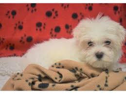 Explore 33 listings for maltese shih tzu puppies for sale at best prices. Maltese Shih Tzu Dog Female White 2076959 My Next Puppy