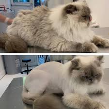 Mobile cat nail clipping service near me. Cat Groomer What To Expect When Taking Your Cat To Get Groomed