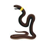 ¿Cómo se llama la serpiente de color blanco y negro?