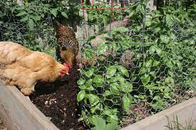 A simple fence made with chicken wire and some form of support will usually be enough to keep the pests away. How To Chicken Proof Your Garden Modern Farmer