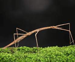 stick insects nature s amazing
