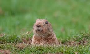 get rid of groundhogs under shed