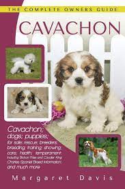 I am a very sweet little boy with an awesome mom and dad. Cavachon The Complete Owners Guide Cavachon Dogs Puppies For Sale Rescue Breeders Breeding Training Showing Care Health Temperament Frise And Cavalier King Charles Spaniel Davis Margaret 9781910915035 Amazon Com Books