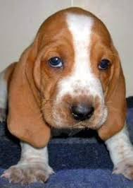 These puppies are great hunting dogs. 18 Awesome Beagle Mixes Hearty Healthy Mixed Breed Hounds