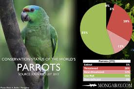 Chart The Worlds Most Endangered Parrots And Allies