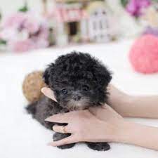 teacup poodle updated march 2024