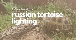 russian tortoise lighting