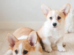 Understand the unique health conditions in corgis that proper nutrition can help ease, delay or prevent. Photos And Fun Facts About Adorable Baby Corgis