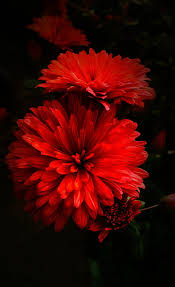 red flower live nature love nature