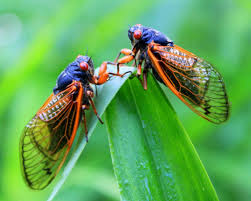 They are in the suborder auchenorrhyncha. Column Upcoming Cicada Invasion May Create A Buzz In Lake County Chicago Tribune